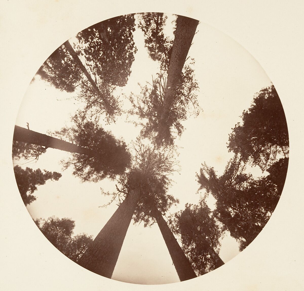 Looking up Among the Sugar Pines - Calaveras Grove, Carleton E. Watkins (American, 1829–1916), Albumen silver print from glass negative 