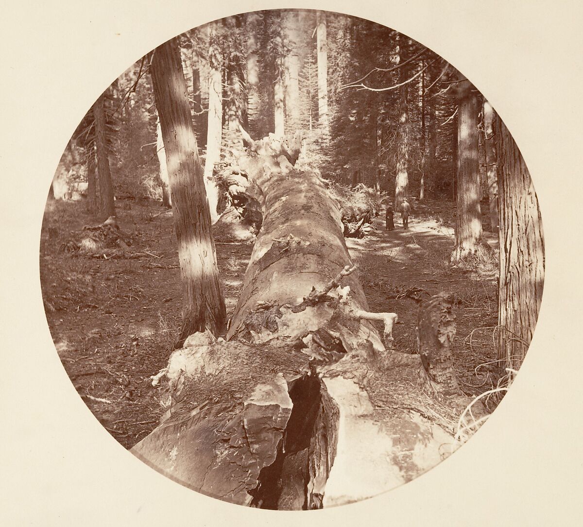 [Yosemite National Park, California], Carleton E. Watkins (American, 1829–1916), Albumen silver print from glass negative 