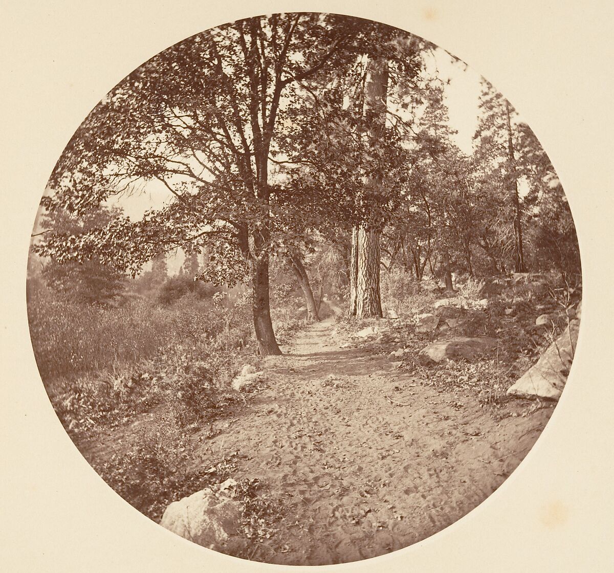 In the Yosemite Valley, Carleton E. Watkins (American, 1829–1916), Albumen silver print from glass negative 