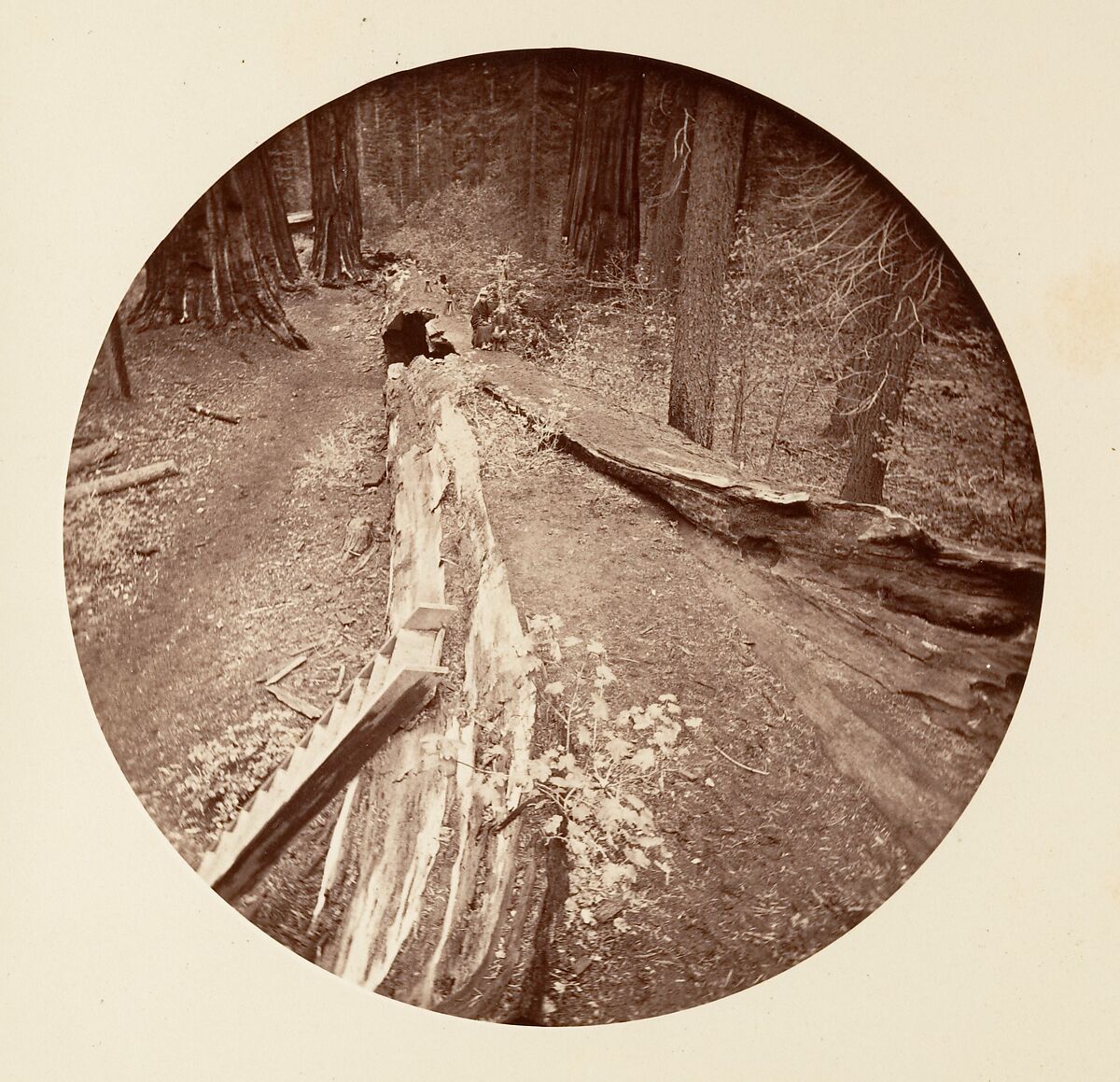 The Father of the Forest 450 Ft Long, C. Grove, Carleton E. Watkins (American, 1829–1916), Albumen silver print from glass negative 