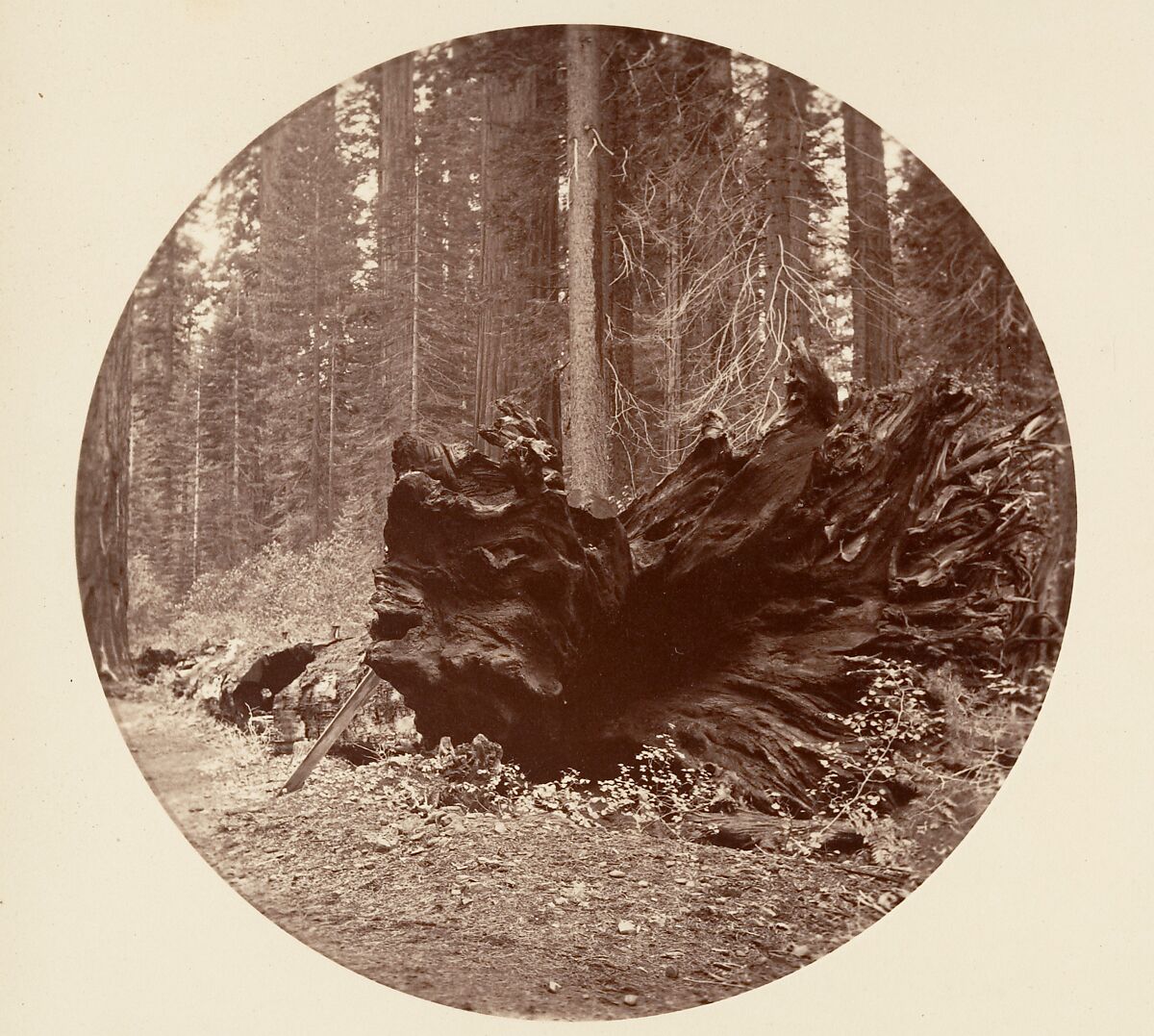 The Father of the Forest 450 ft C. Grove, Carleton E. Watkins (American, 1829–1916), Albumen silver print from glass negative 