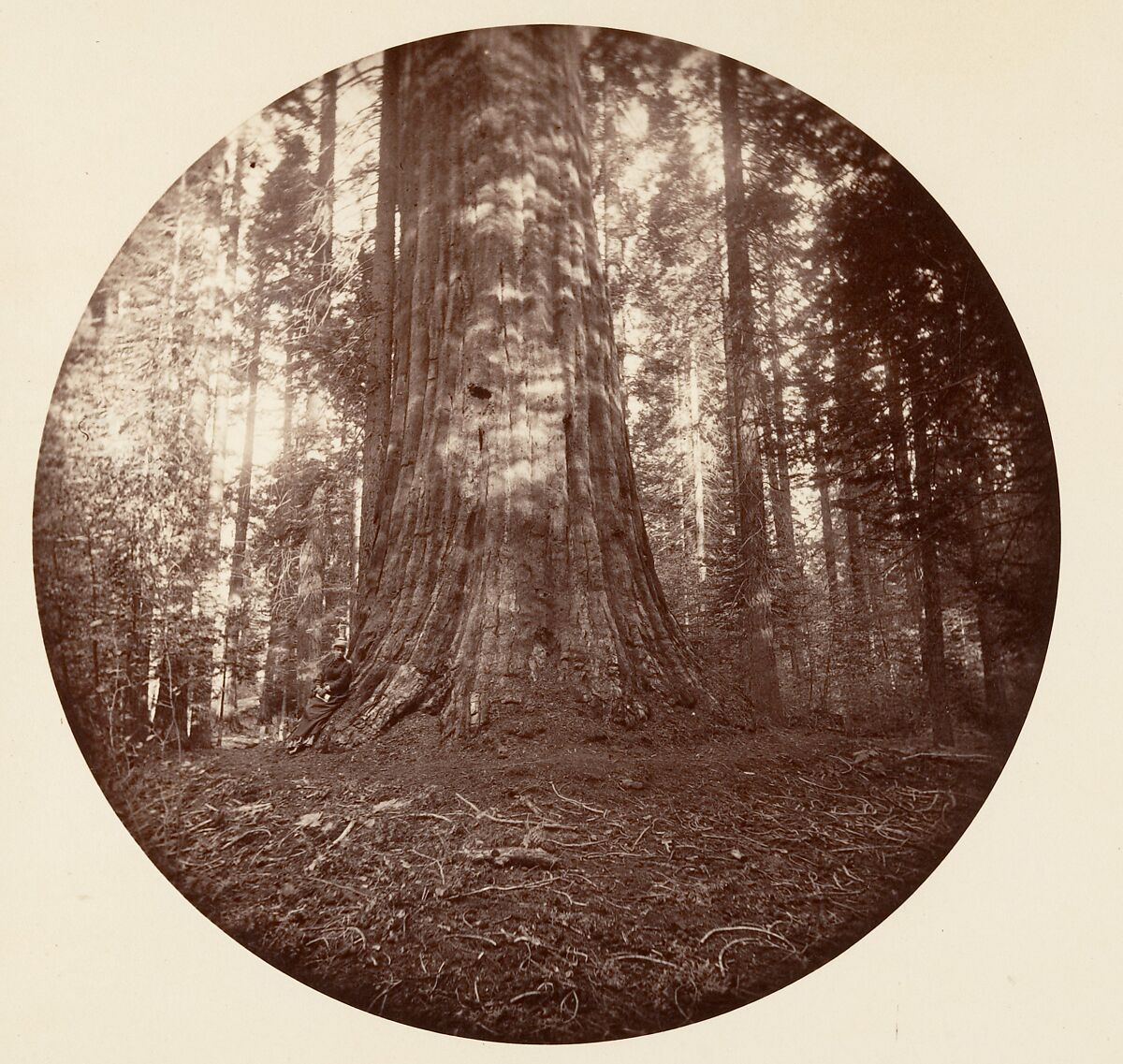 Empire State. C. Grove, Carleton E. Watkins (American, 1829–1916), Albumen silver print from glass negative 