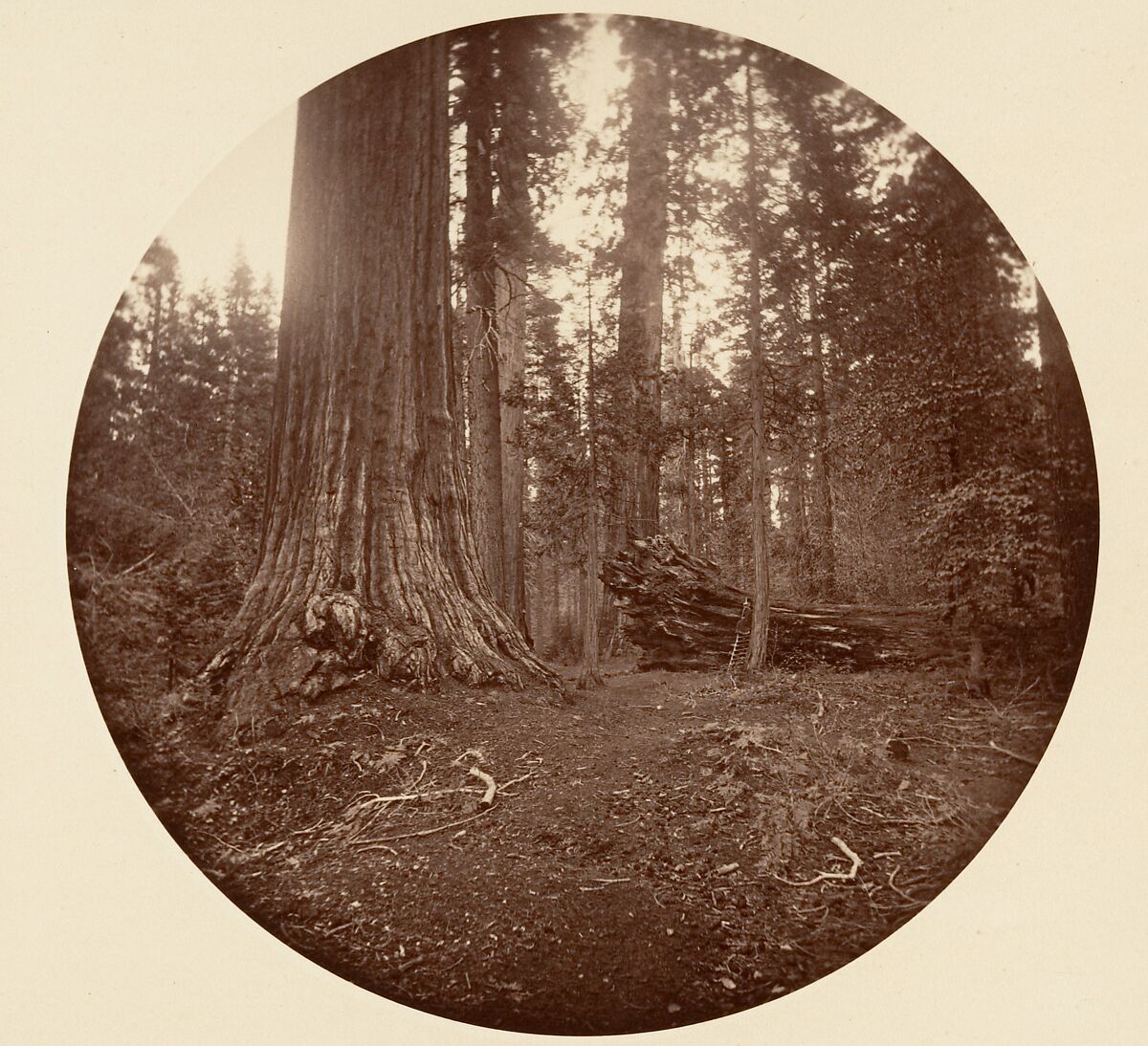 The Father of the Forest - C. Grove, Carleton E. Watkins (American, 1829–1916), Albumen silver print from glass negative 