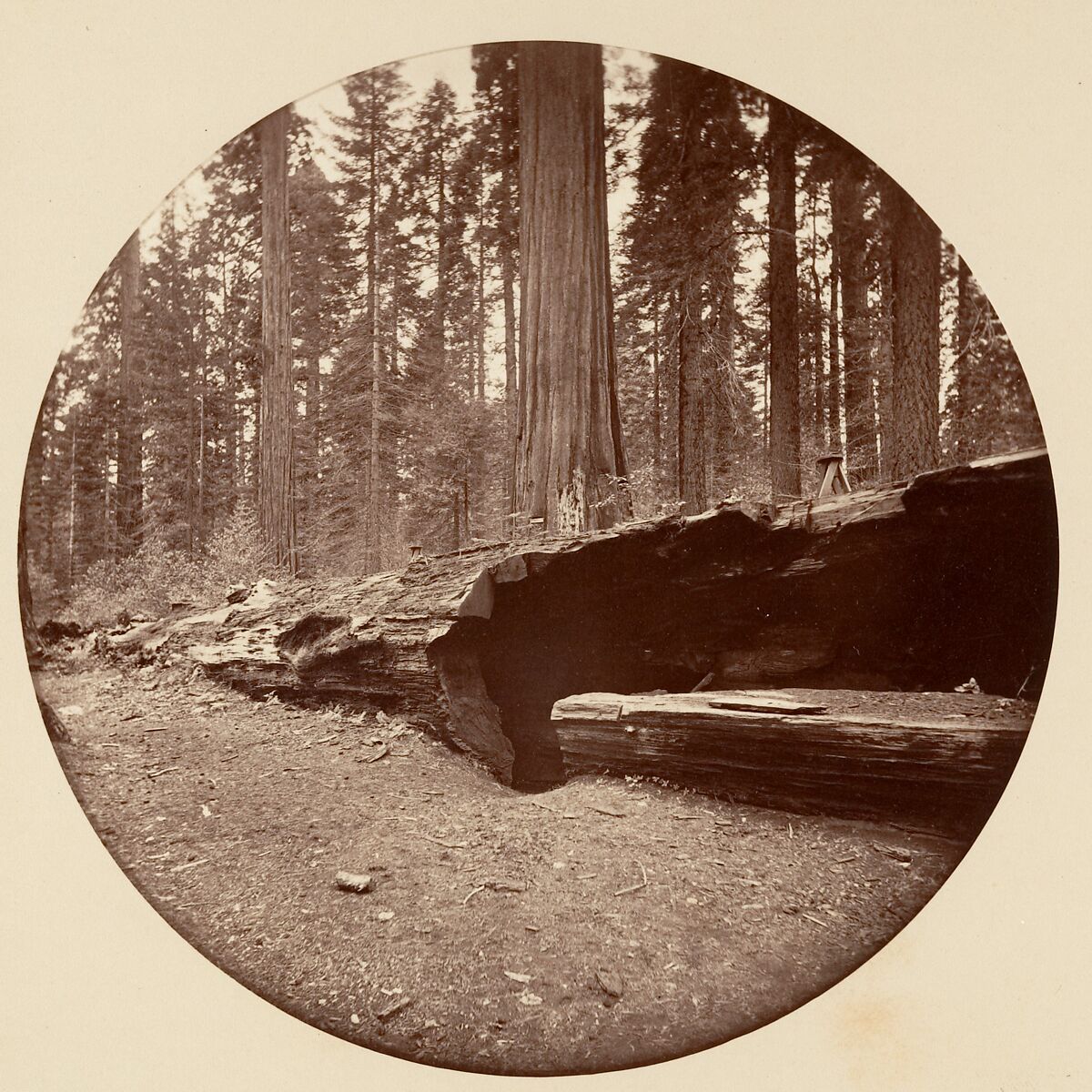 Mammoth Three Grove Hotel Calaveras Co Cal., Carleton E. Watkins (American, 1829–1916), Albumen silver print from glass negative 