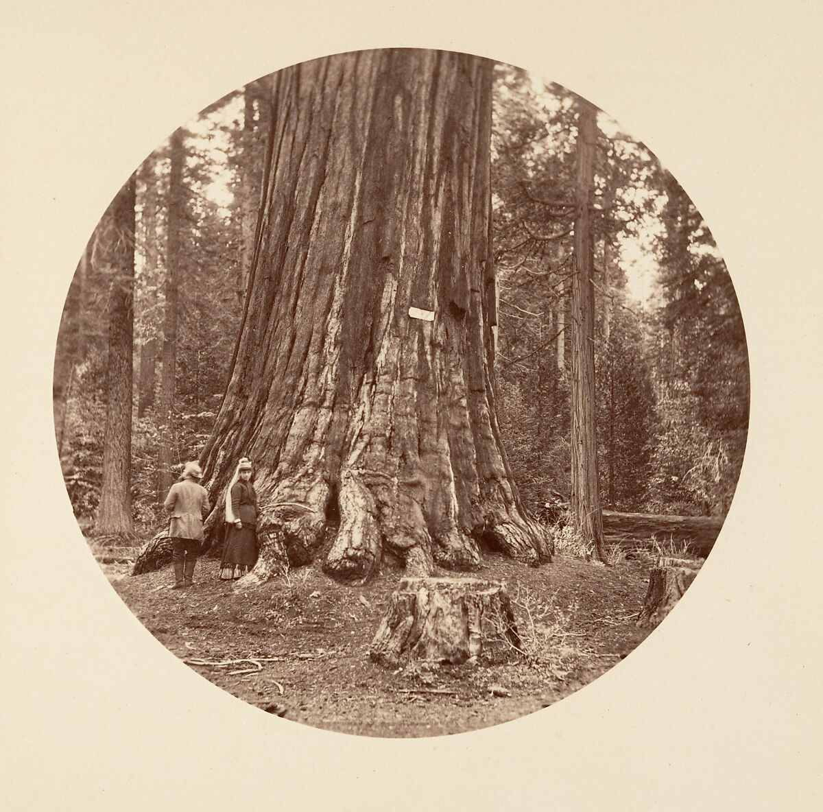 The Pride of the Forest - Calaveras Grove, Carleton E. Watkins (American, 1829–1916), Albumen silver print from glass negative 