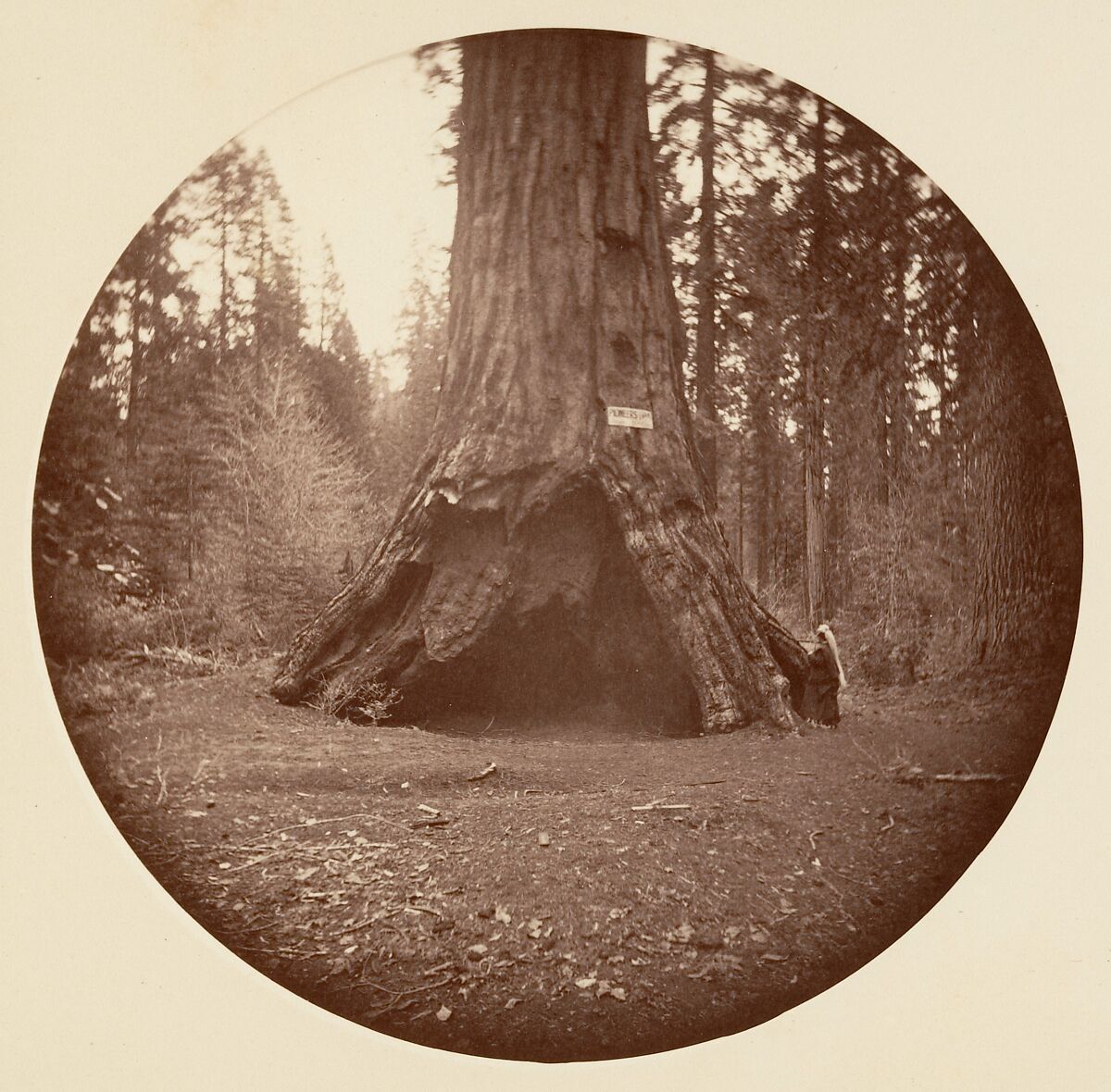 Pioneers Cabin - Calaveras Grove, Carleton E. Watkins (American, 1829–1916), Albumen silver print from glass negative 