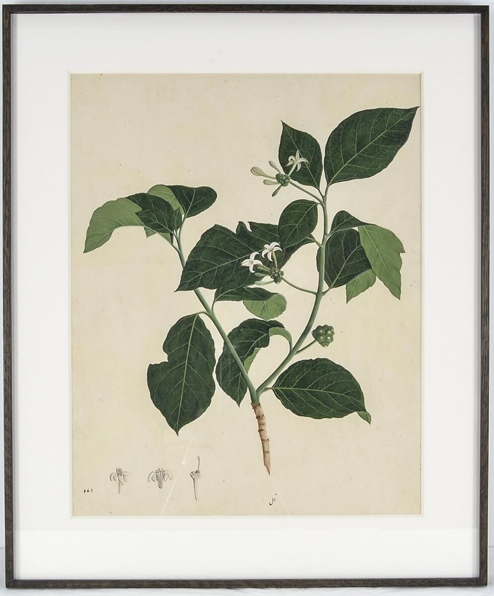 Botanical Study of Indian Mulberry (Morinda citrifolia), Opaque watercolor on paper