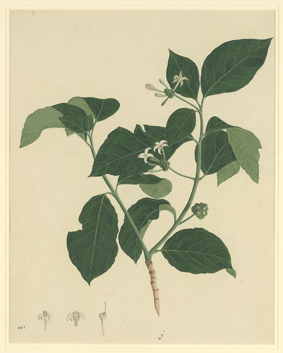 Botanical Study of Indian Mulberry (Morinda citrifolia), Opaque watercolor on paper 