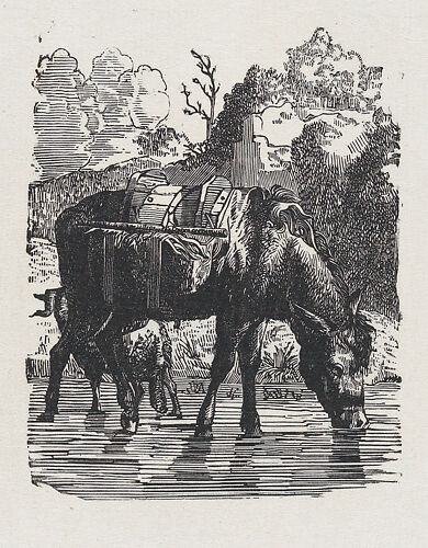 Saddled donkeys drinking water