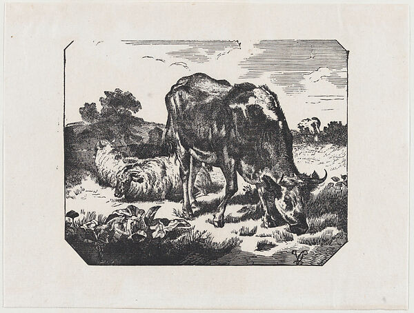 Bull and sheep in a pasture