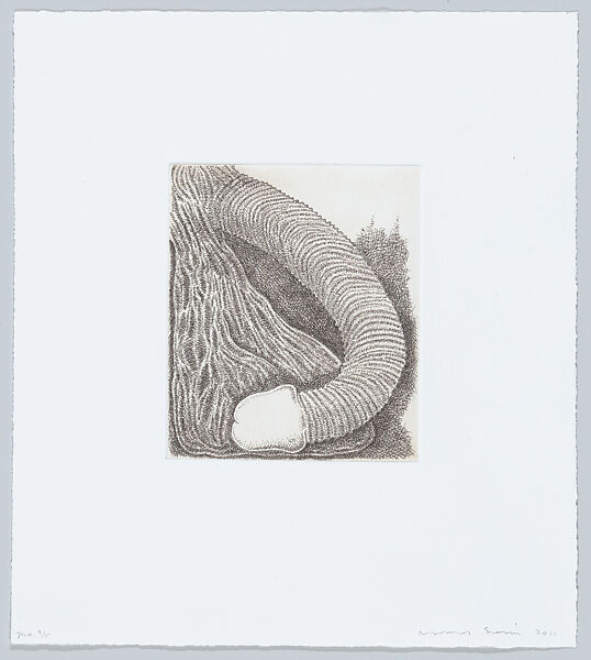 Membre (Member), James Siena (American, born Oceanside, California, 1957), Etching 