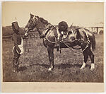 Horses, War Department, Possibly by Mayall, Albumen silver prints from glass negatives