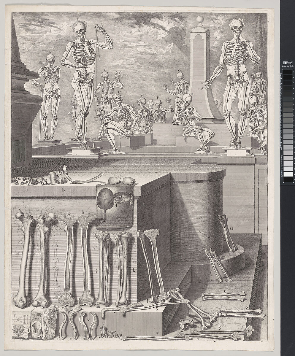 Plate for the ‘Atlas Anatomico’ (unpublished), Crisóstomo Alejandrino José Martínez y Sorli (Spanish, Valencia 1638–ca. 1694 Flanders), Etching 