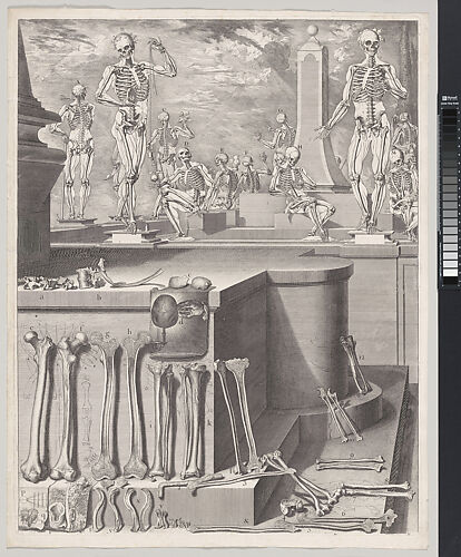 Plate for the ‘Atlas Anatomico’ (unpublished)
