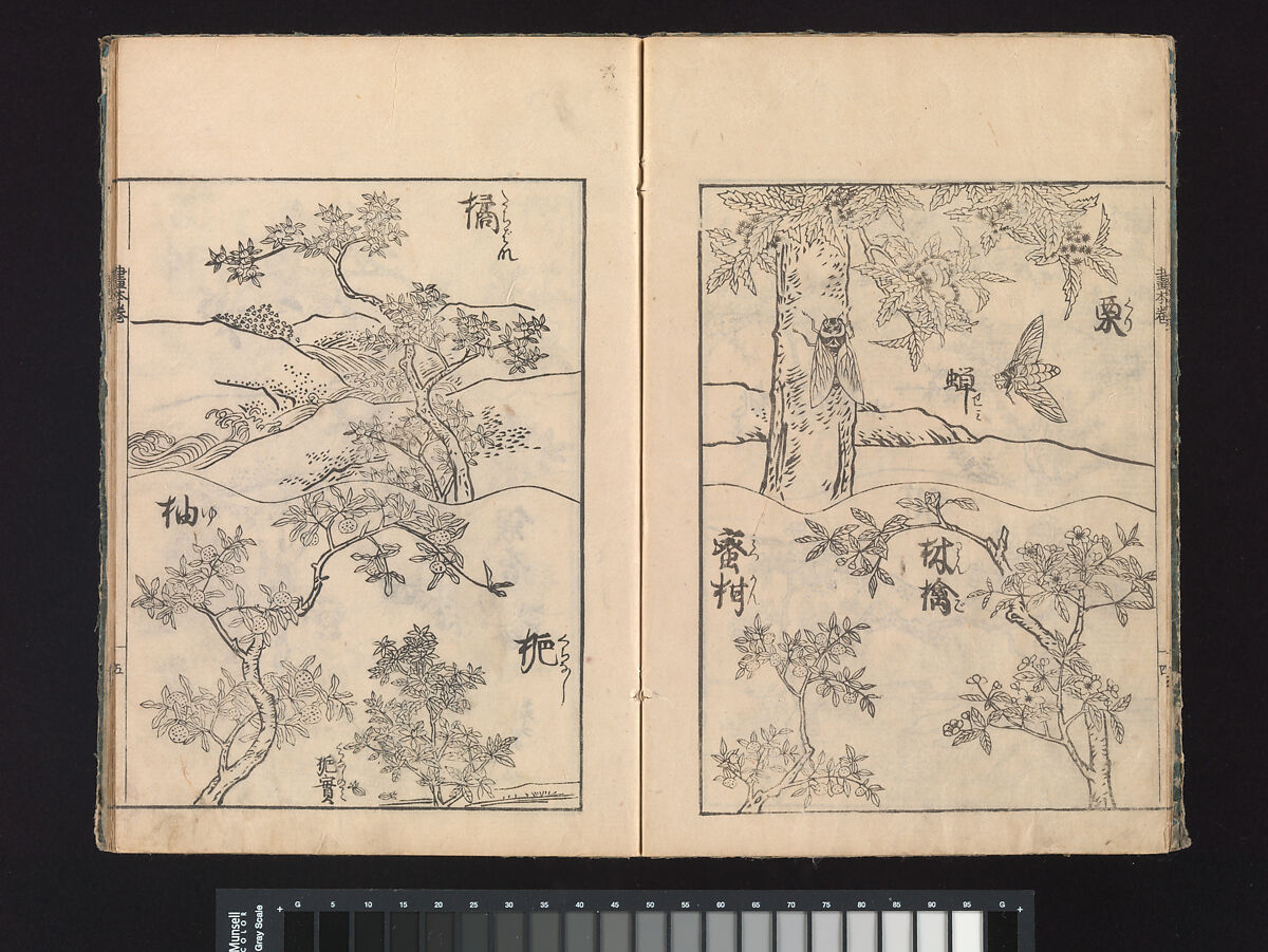 A Beginner’s Pictorial Encyclopedia of Natural History, Tachibana Morikuni (Japanese, 1679–1748), Three volumes of woodblock printed books (Japanese-style binding); ink on paper , Japan