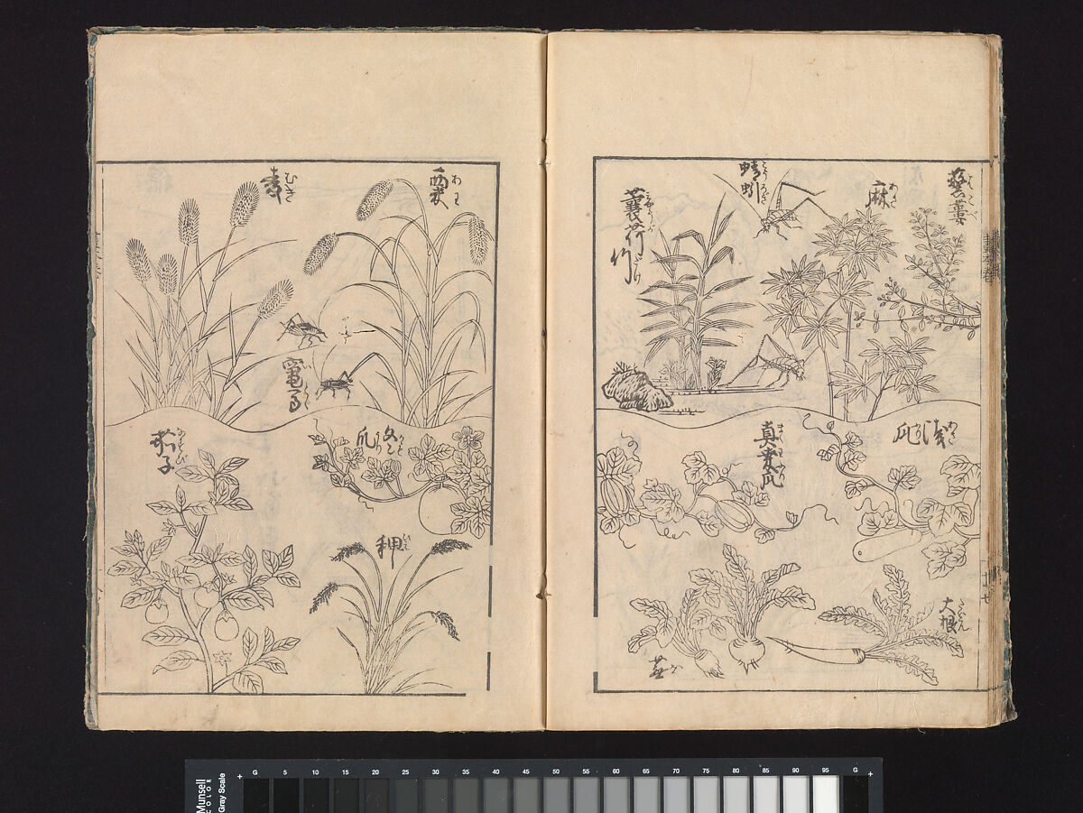 A Beginner’s Pictorial Encyclopedia of Natural History, Tachibana Morikuni (Japanese, 1679–1748), Three volumes of woodblock printed books (Japanese-style binding); ink on paper , Japan