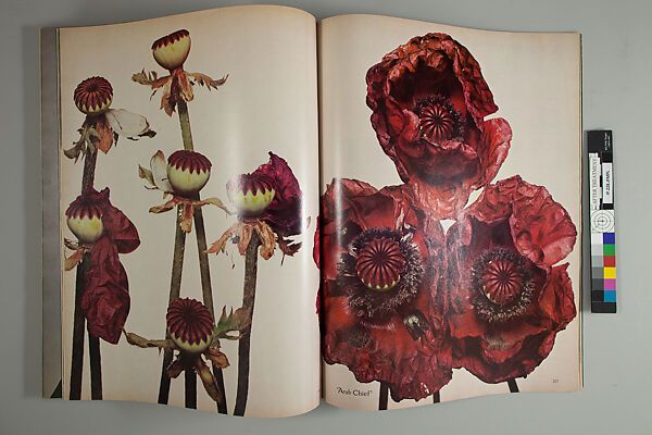 "The Poppy Is Vital," Vogue, Irving Penn (American, Plainfield, New Jersey 1917–2009 New York), Offset lithography 