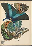 Papillons, Pl. 13