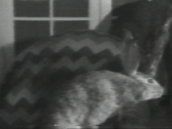 Tortoise and the Hare, William Wegman (American, born 1943), Single-channel digital video, transferred from Sony CV 1/2-inch video tape, black-and-white, sound, 25 sec. 