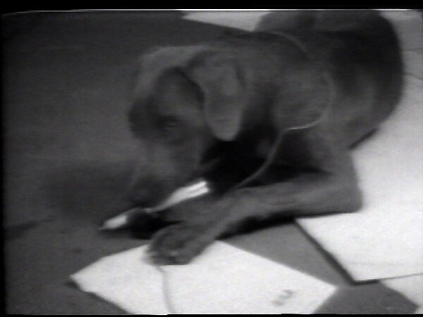 Microphone, William Wegman (American, born 1943), Single-channel digital video, transferred from Sony CV 1/2-inch video tape, black-and-white, sound, 47 sec. 