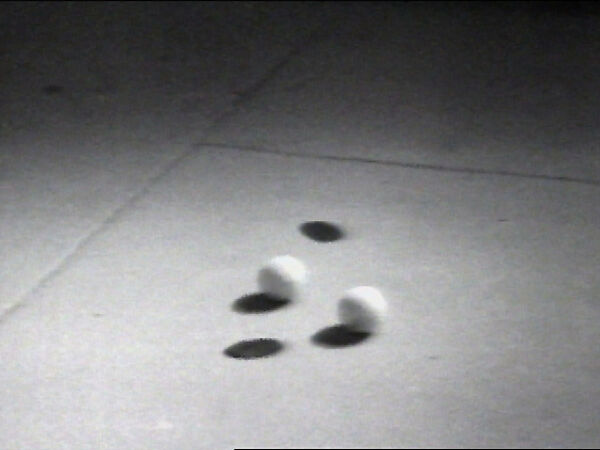Shadows, William Wegman (American, born 1943), Single-channel digital video, transferred from Sony CV 1/2-inch video tape, black-and-white, sound, 19 sec. 
