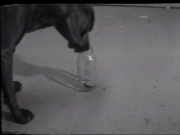 Treat Bottle, William Wegman (American, born 1943), Single-channel digital video, transferred from Sony AV 3600 1/2-inch video tape, black-and-white, sound, 4 min., 18 sec. 