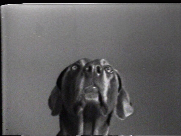 Raise Treat, William Wegman (American, born 1943), Single-channel digital video, transferred from Sony AV 3600 1/2-inch video tape, black-and-white, sound, 30 sec. 