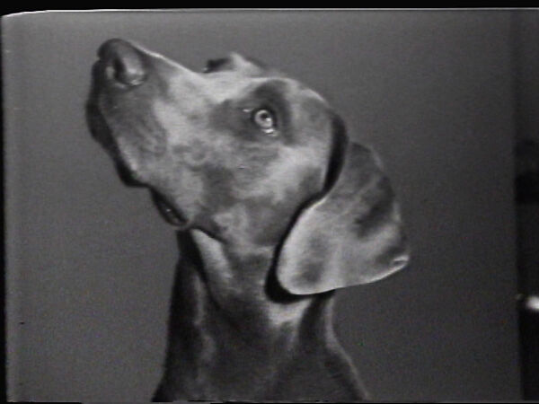 Man Ray, Do You Want To..., William Wegman (American, born 1943), Single-channel digital video, transferred from Sony AV 3600 1/2-inch video tape, black-and-white, sound, 1 min., 55 sec. 