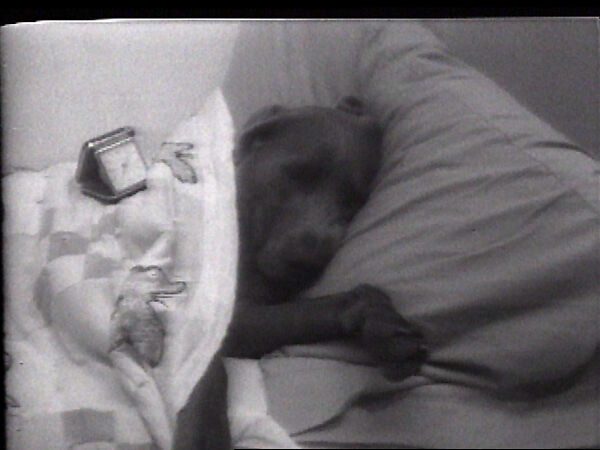 Wake Up, William Wegman (American, born 1943), Single-channel digital video, transferred from Sony AV 3600 1/2-inch video tape, black-and-white, sound, 1 min., 31 sec. 