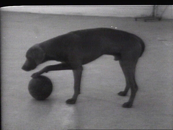 Dog and Ball, William Wegman (American, born 1943), Single-channel digital video, transferred from Sony AV 3600 1/2-inch video tape, black-and-white, sound, 1 min., 29 sec. 