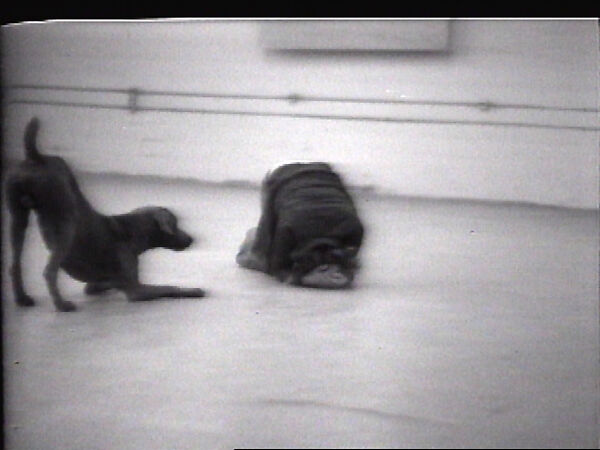Tails, William Wegman (American, born 1943), Single-channel digital video, transferred from Sony AV 3600 1/2-inch video tape, black-and-white, sound, 43 sec. 