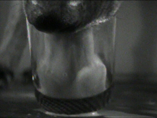 Drinking Milk, William Wegman (American, born 1943), Single-channel digital video, transferred from Panasonic 1/2-inch video tape, black-and-white, sound, 1 min., 56 sec. 