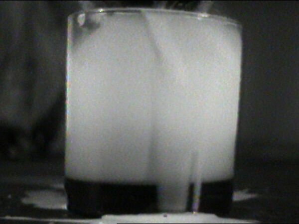 Drinking Milk, William Wegman (American, born 1943), Single-channel digital video, transferred from Panasonic 1/2-inch video tape, black-and-white, sound, 1 min., 56 sec.