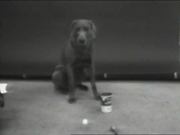 Ball and Can, William Wegman (American, born 1943), Single-channel digital video, transferred from Panasonic 1/2-inch video tape, black-and-white, sound, 6 min., 29 sec. 