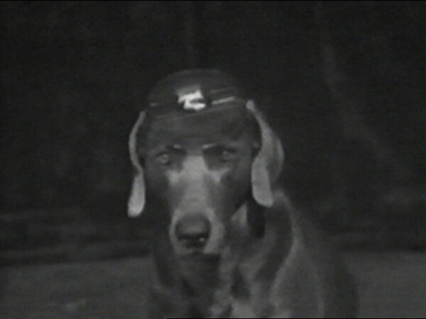 The Reel, William Wegman (American, born 1943), Single-channel digital video, transferred from Panasonic 1/2-inch video tape, black-and-white, sound, 1 min. 