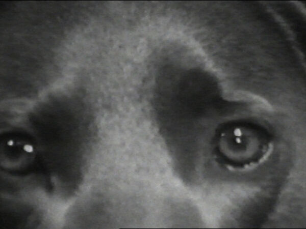 Eyes of Ray, William Wegman (American, born 1943), Single-channel digital video, transferred from Panasonic 1/2-inch video tape, black-and-white, sound, 33 sec. 