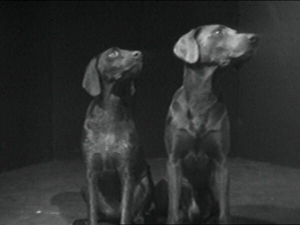 William Wegman - Dog Duet - The Metropolitan Museum of Art