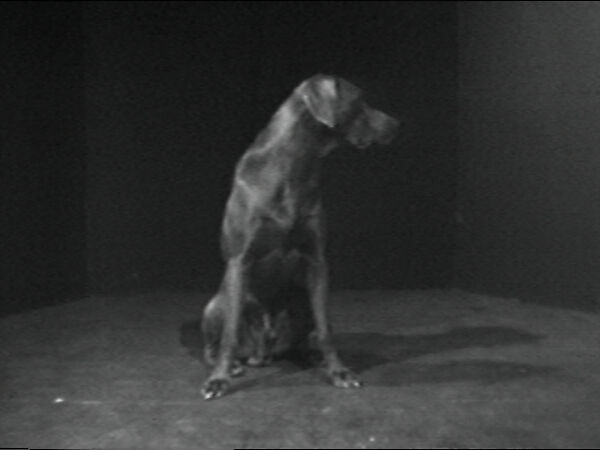 Moby Dick, William Wegman (American, born 1943), Single-channel digital video, transferred from Panasonic 1/2-inch video tape, black-and-white, sound, 1 min., 9 sec. 