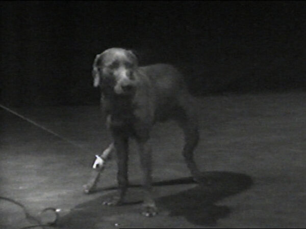 Cord Walk, William Wegman (American, born 1943), Single-channel digital video, transferred from Panasonic 1/2-inch video tape, black-and-white, sound, 45 sec. 