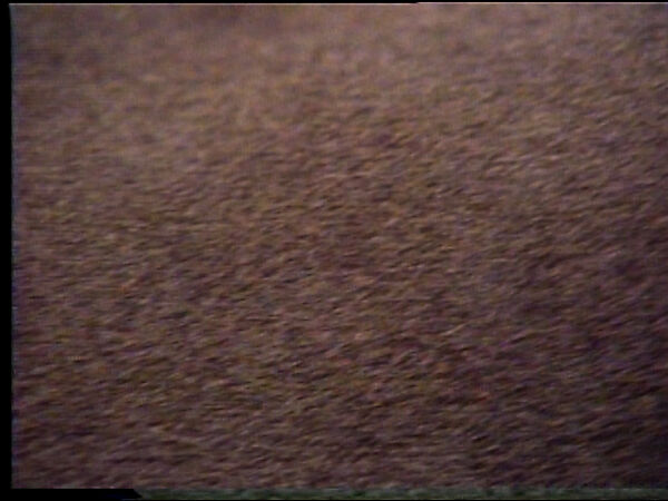 Gray Hairs, William Wegman (American, born 1943), Single-channel digital video, transferred from 2-inch video tape, color, sound, 5 min., 4 sec. 