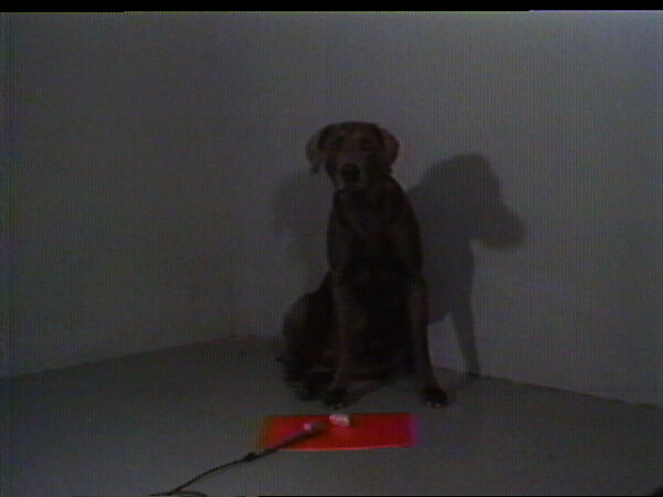 Drop It, William Wegman (American, born 1943), Single-channel digital video, transferred from 3/4-inch U-matic video tape, color, sound, 1 min., 39 sec.