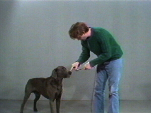 Starter, William Wegman (American, born 1943), Single-channel digital video, transferred from 3/4-inch U-matic video tape, color, sound, 45 sec. 