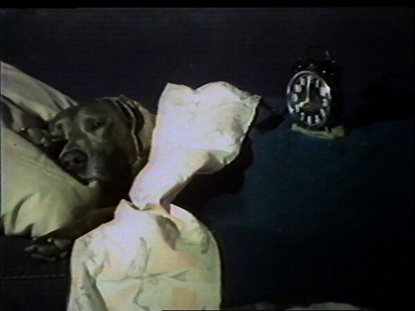 Alarm B, William Wegman (American, born 1943), Single-channel digital video, transferred from 3/4-inch U-matic video tape, color, sound, 1 min., 3 sec. 