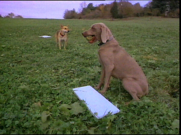Dog Baseball, William Wegman (American, born 1943), Single-channel digital video, transferred from video tape, color, sound, 3 min., 26 sec. 