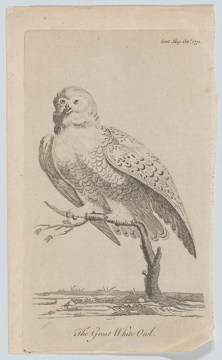 The Great White Owl, Anonymous, British, 18th century, Engraving 