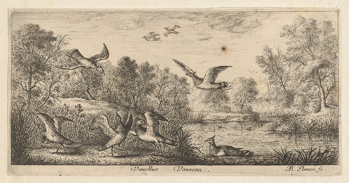 Vanellus, Vanneau (The Lapwing), from "Livre d'Oyseaux" (Book of Birds), Albert Flamen (Flemish, born ca. 1620, active 1648–88), Etching 