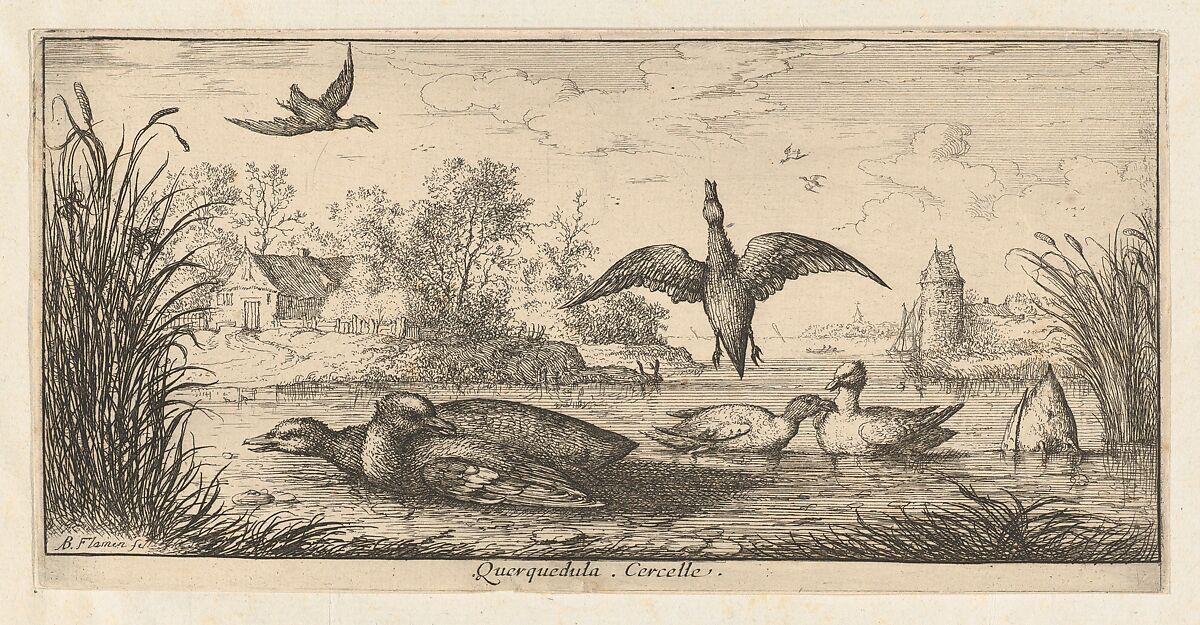 Querquedula, Cercelle (The Teal), from "Livre d'Oyseaux" (Book of Birds), Albert Flamen (Flemish, born ca. 1620, active 1648–88), Etching 
