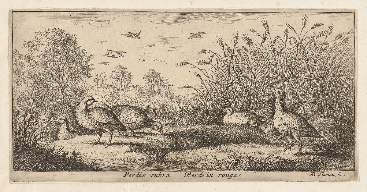 Perdix rubra, Perdix rouge (The Red-Legged Partridge), from "Livre d'Oyseaux" (Book of Birds), Albert Flamen (Flemish, born ca. 1620, active 1648–88), Etching 