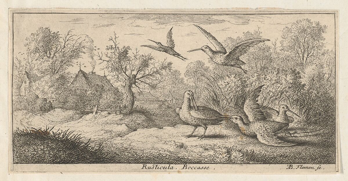 Rusticula, Beccasse (The Woodcock), from "Livre d'Oyseaux" (Book of Birds), Albert Flamen (Flemish, born ca. 1620, active 1648–88), Etching 