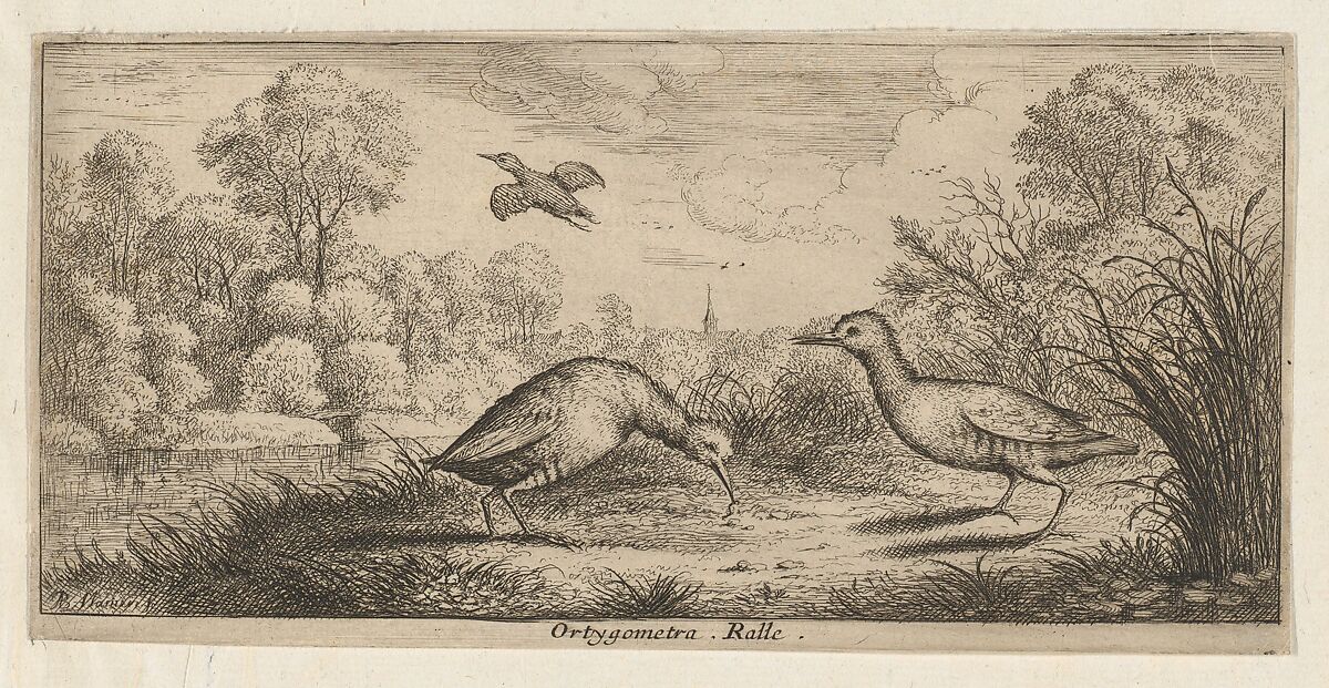 Ortygometra, Ralle (The Rail), from "Livre d'Oyseaux" (Book of Birds), Albert Flamen (Flemish, born ca. 1620, active 1648–88), Etching 